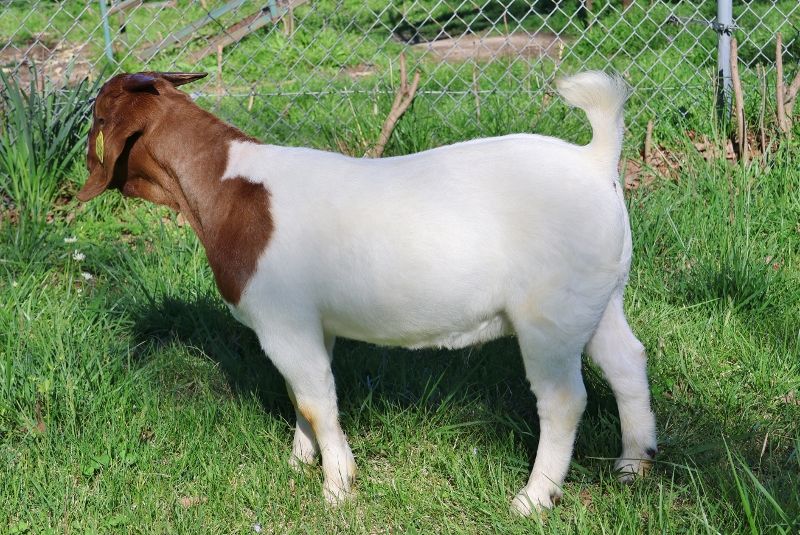 Bear Creek BC P1342 - Boer Goat Buck