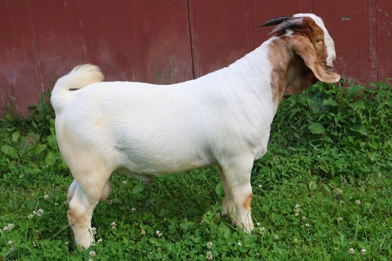 Bear Creek BC P1341 - Boer Goat Buck