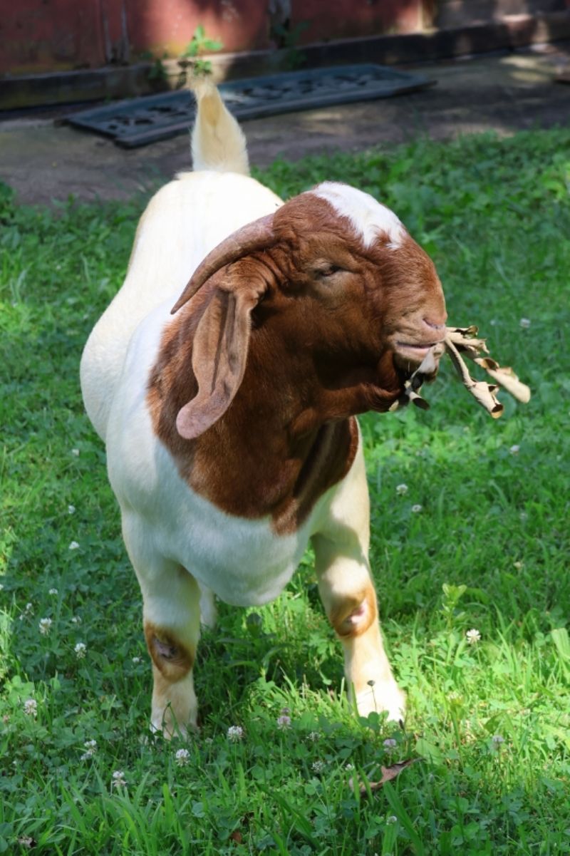 Bear Creek BC P1346 - Boer Goat Buck