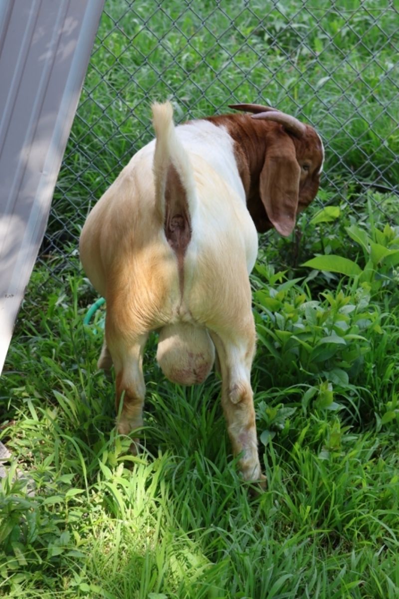 Bear Creek BC P1346 - Boer Goat Buck