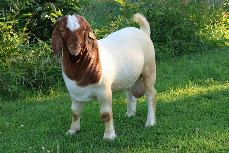 Bear Creek BC P1346 - Boer Goat Buck