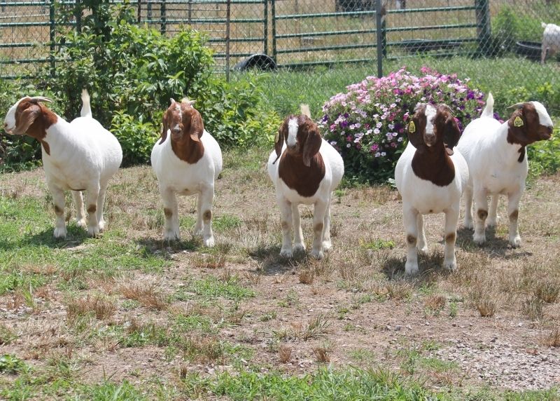 Picture taken 1 August 2022.  Does born in December 2021. L to R: 1188 1189 1191 1185 and 1202