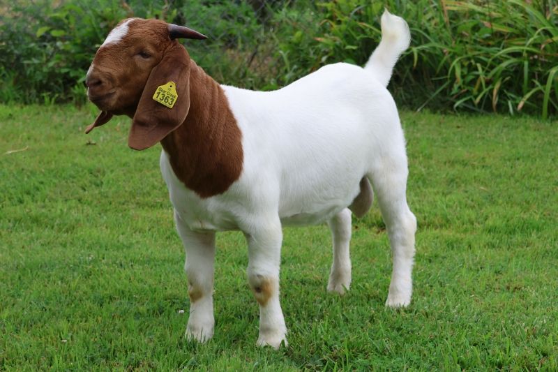 Bear Creek BC R1363 Captain USA - Boer Goat Buck