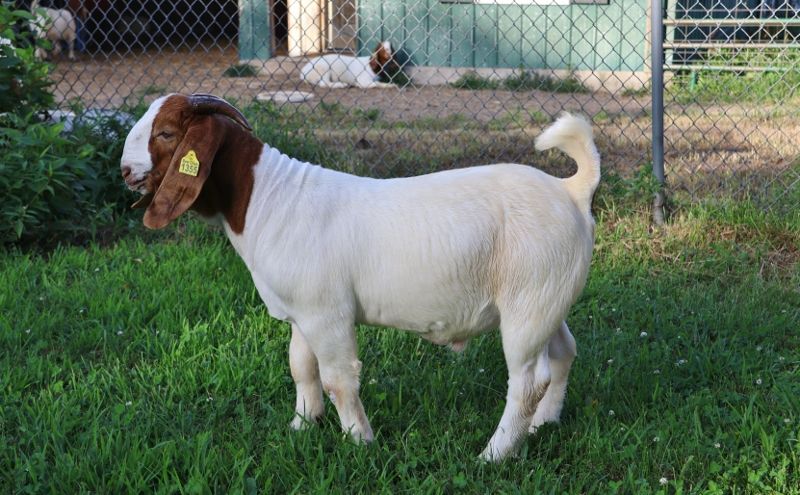 Bear Creek BC R1355 - Boer Goat Buck