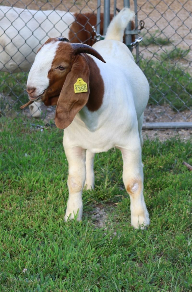 Bear Creek BC R1355 - Boer Goat Buck
