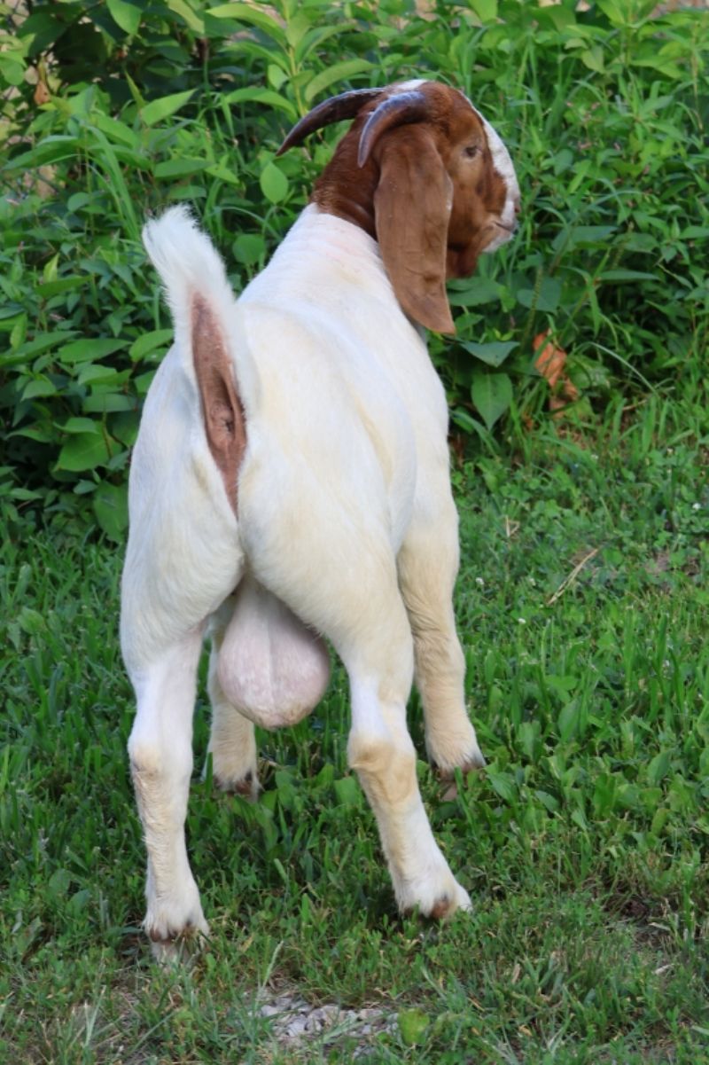 Bear Creek BC R1355 - Boer Goat Buck
