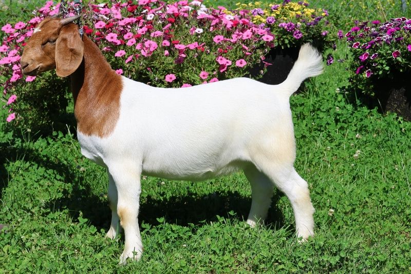 Bear Creek BC R1361 Meadowlark - Boer Goat Doe