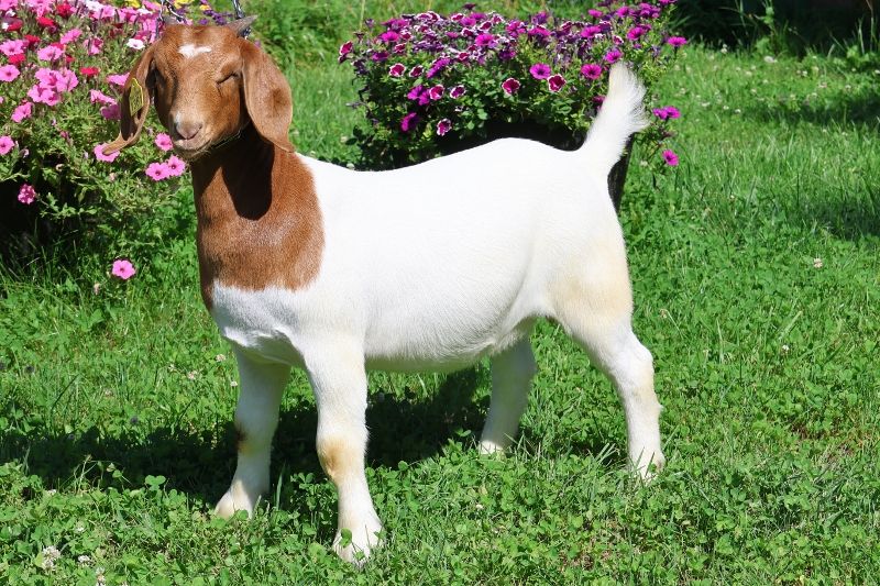 Bear Creek BC R1361 Meadowlark - Boer Goat Doe