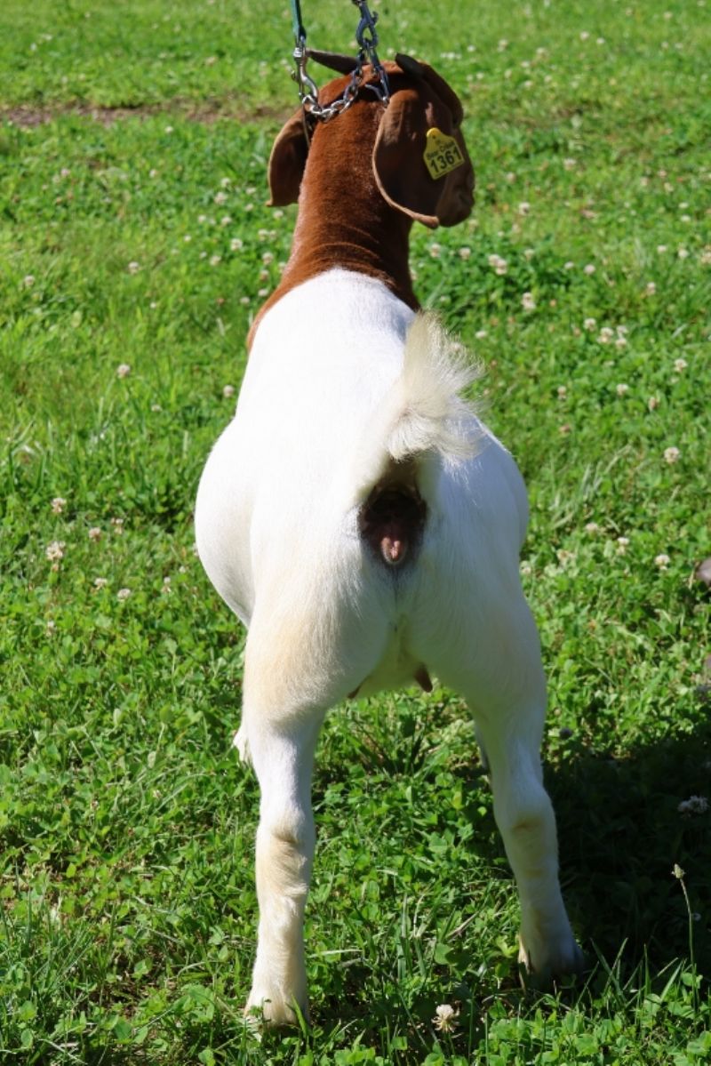Bear Creek BC R1361 Meadowlark - Boer Goat Doe