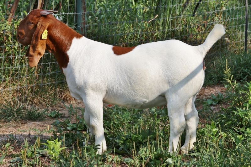 Bear Creek BC R1364 - Boer Goat Doe
