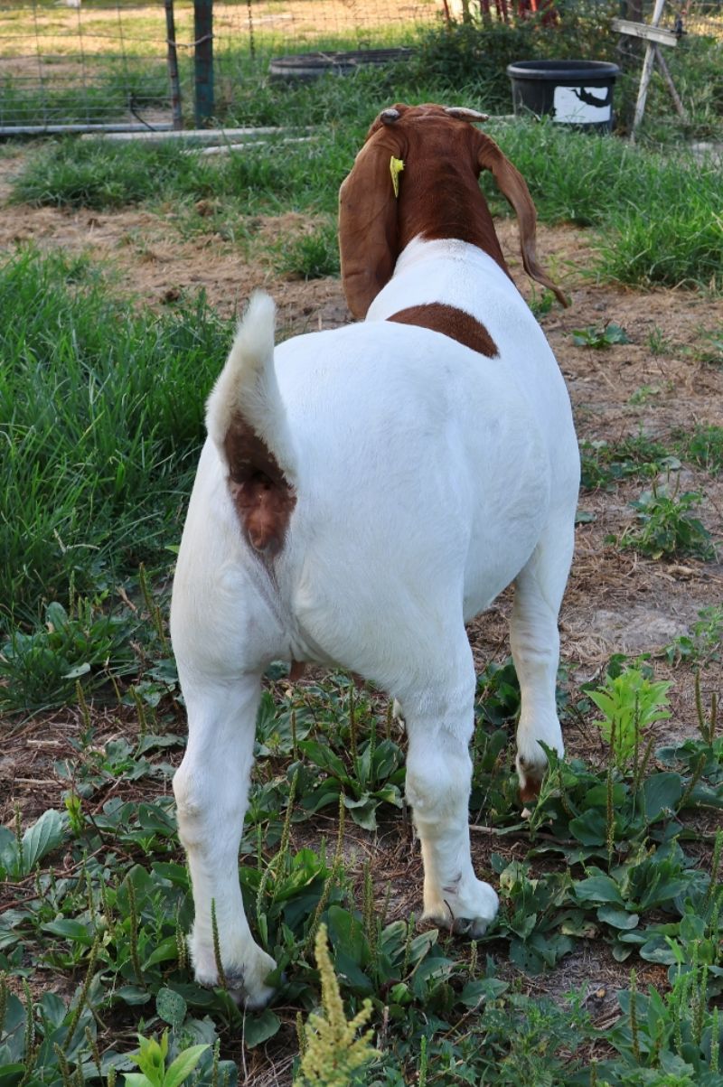 Bear Creek BC R1364 - Boer Goat Doe