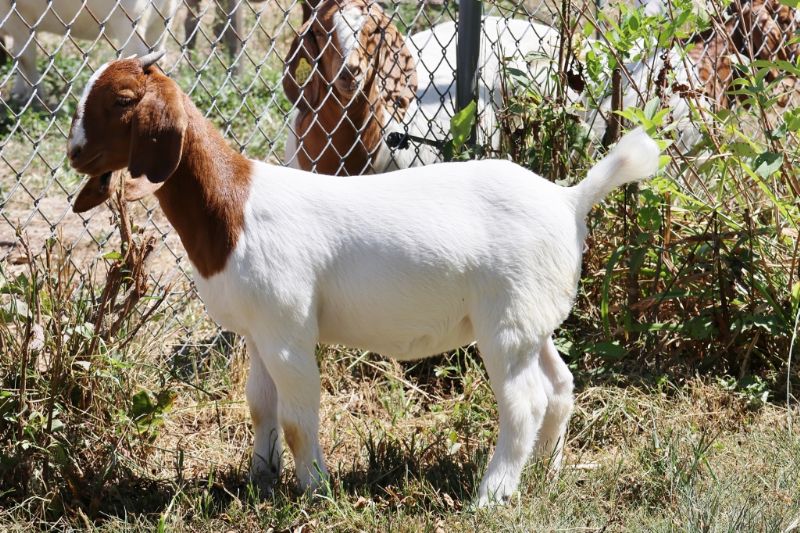 Bear Creek BC R1370 - Boer Goat Doe