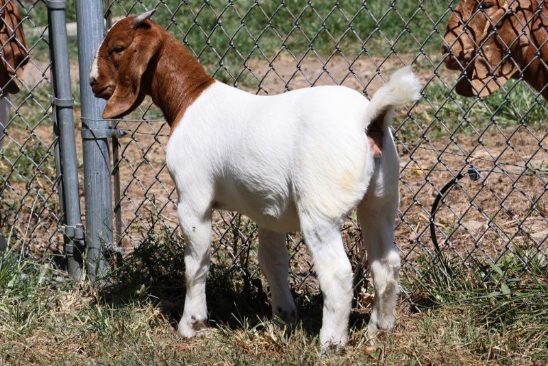 Bear Creek BC R1370 - Boer Goat Doe