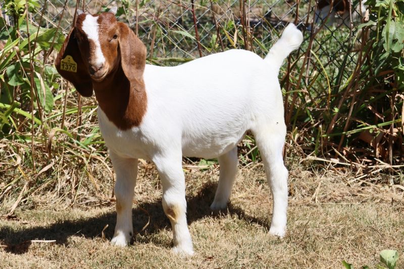 Bear Creek BC R1370 - Boer Goat Doe