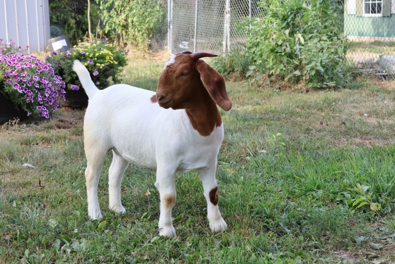 Bear Creek BC R1360 - Boer Goat Doe