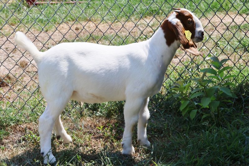 Bear Creek BC R1371 - Boer Goat Doe