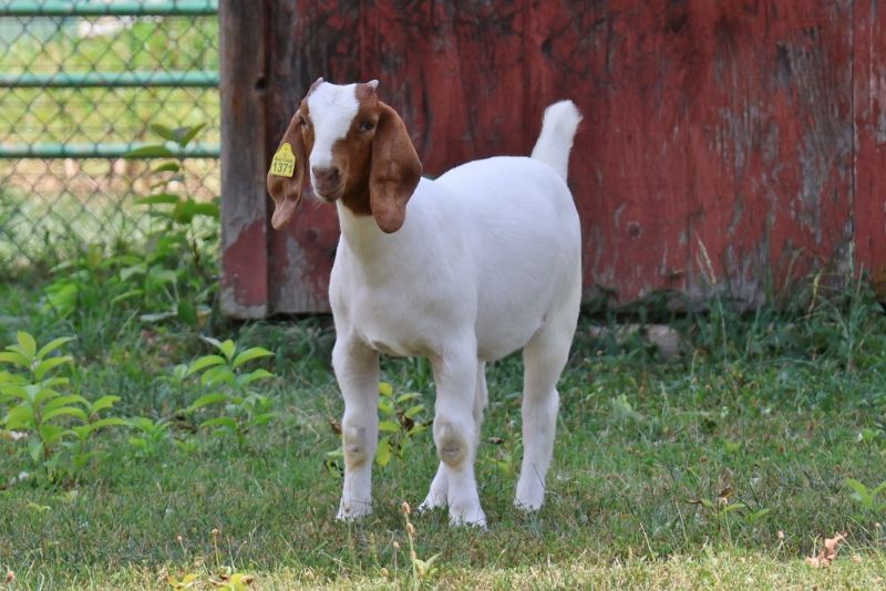 Bear Creek BC R1371 - Boer Goat Doe