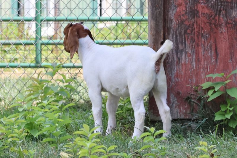 Bear Creek BC R1371 - Boer Goat Doe