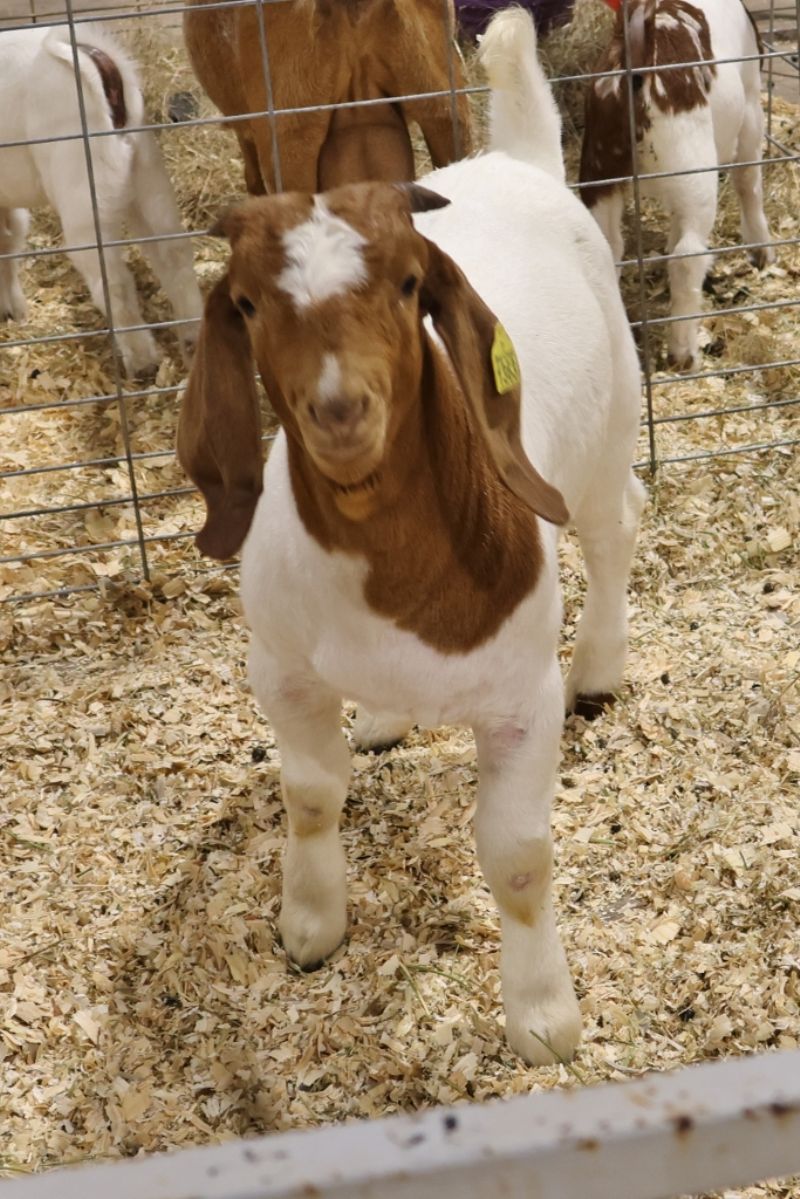 Bear Creek BC R1363 Captain USA - Boer Goat Buck