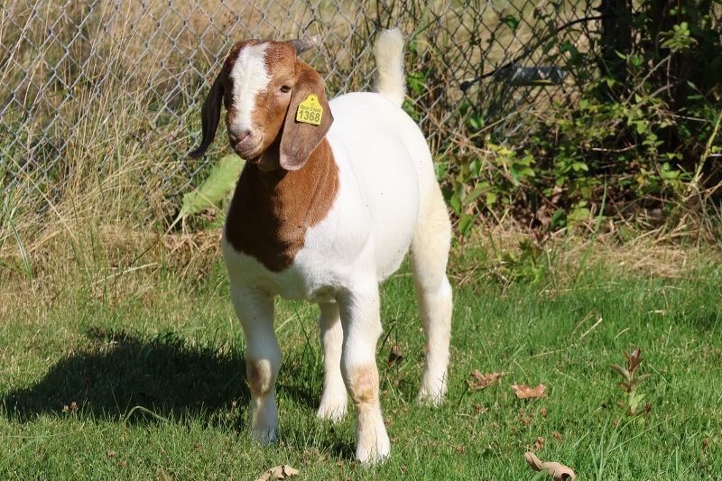 Bear Creek BC R1368 - Boer Goat Buck