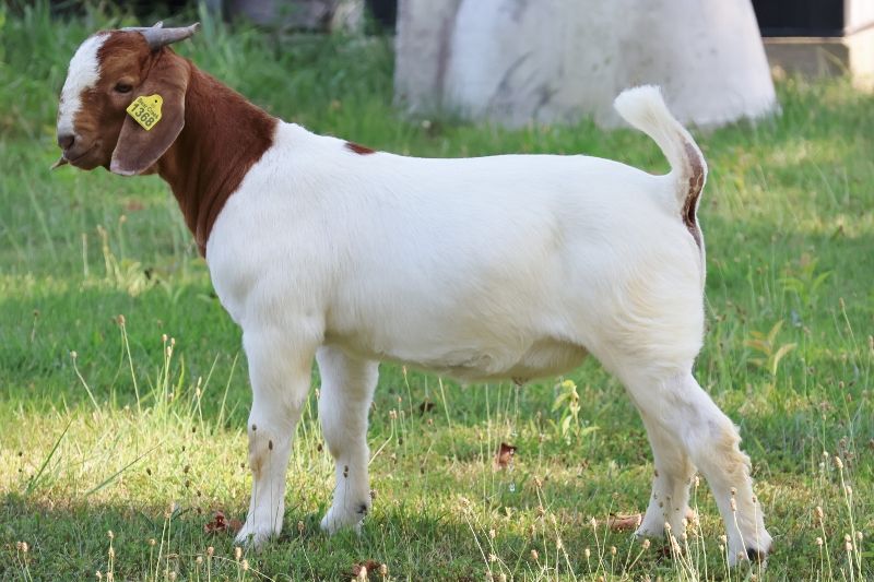 Bear Creek BC R1368 - Boer Goat Buck