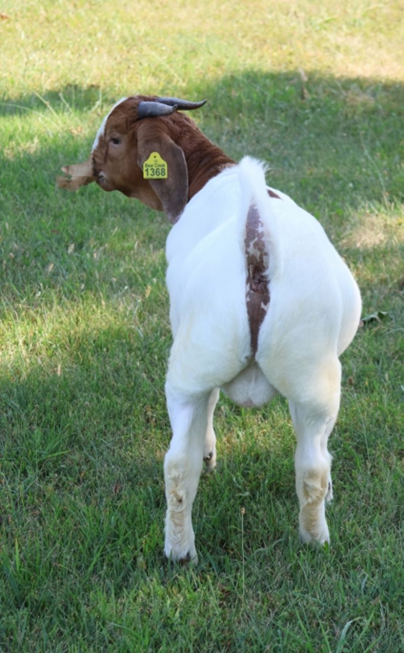 Bear Creek BC R1368 - Boer Goat Buck