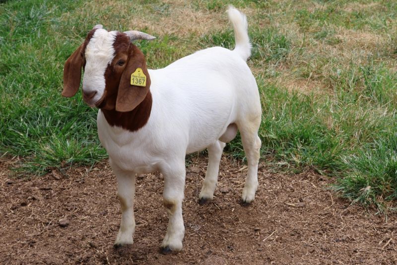 Bear Creek BC R1367 Gizmo - Boer Goat Buck