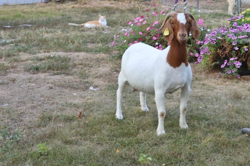 Bear Creek BC J1129 Sheeza Blessing - Boer Goat Doe