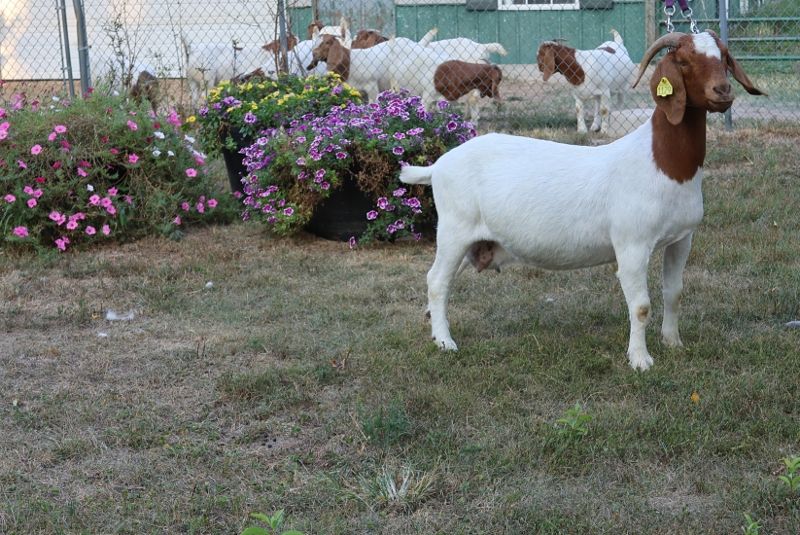 Bear Creek BC J1129 Sheeza Blessing - Boer Goat Doe