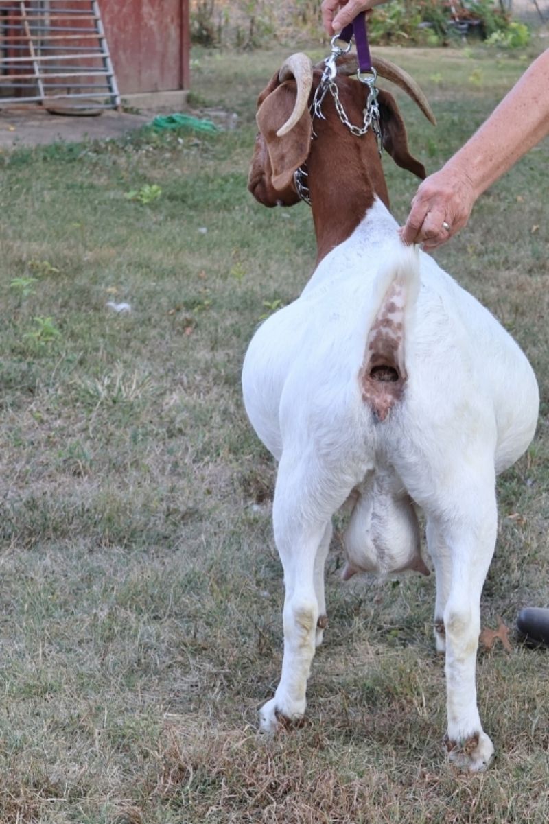 Bear Creek BC J1129 Sheeza Blessing - Boer Goat Doe