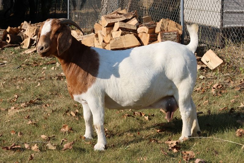 Bear Creek BC M1254 Kinslie - Boer Goat Doe