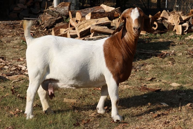 Bear Creek BC M1254 Kinslie - Boer Goat Doe