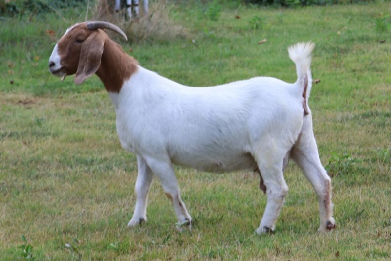 Bear Creek BC M1256 Sydney - Boer Goat Doe