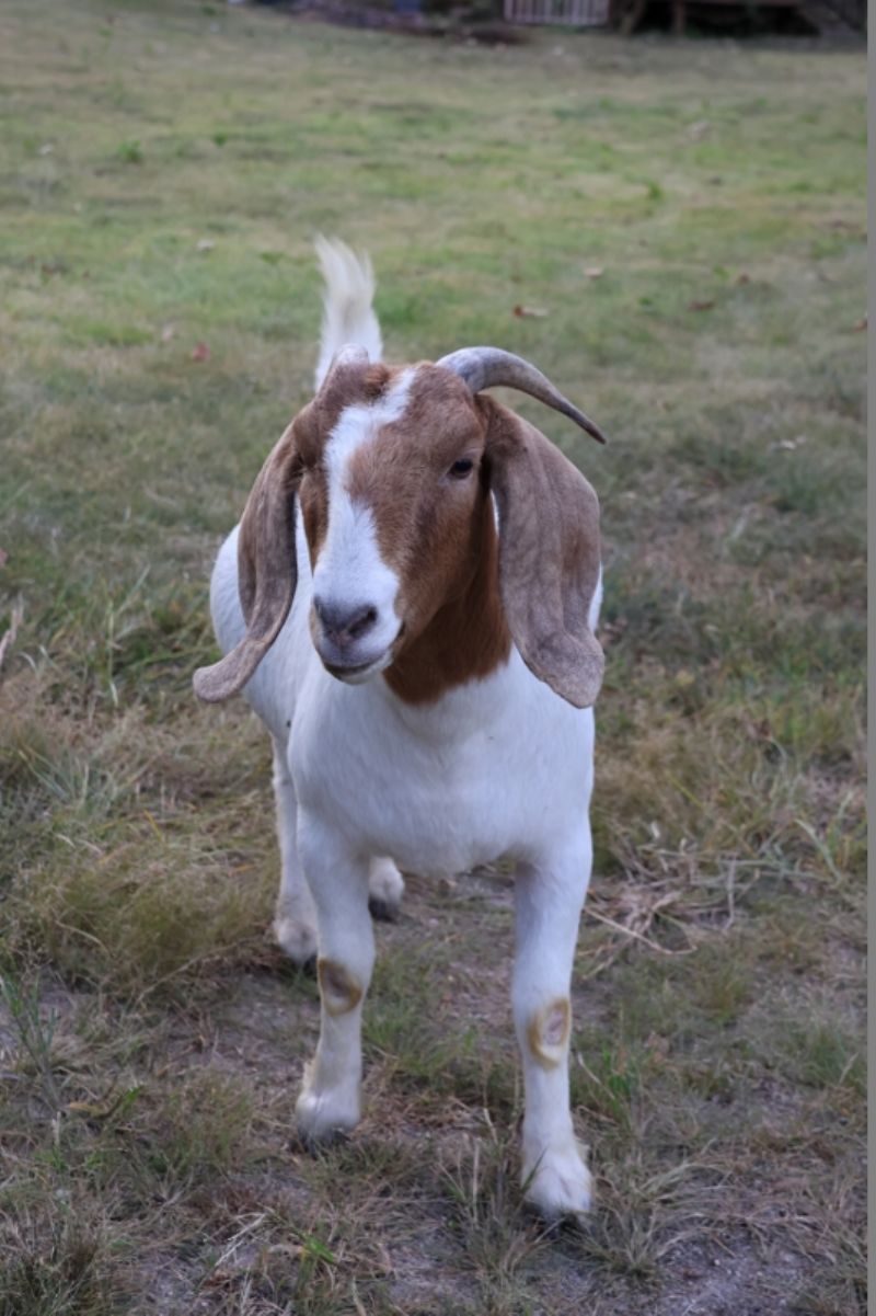 Bear Creek BC M1256 Sydney - Boer Goat Doe