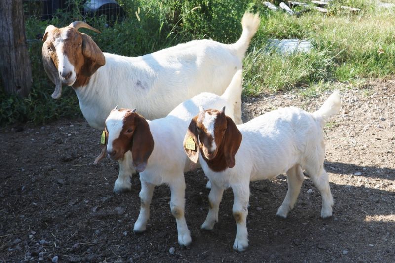 Bear Creek BC M1256 Sydney - Boer Goat Doe