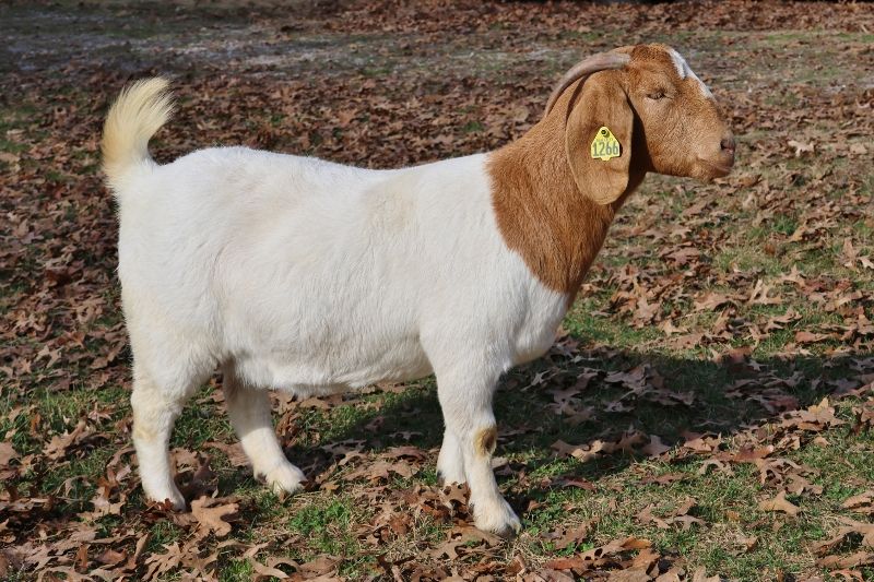 Bear Creek BC N1266 - Boer Goat Doe