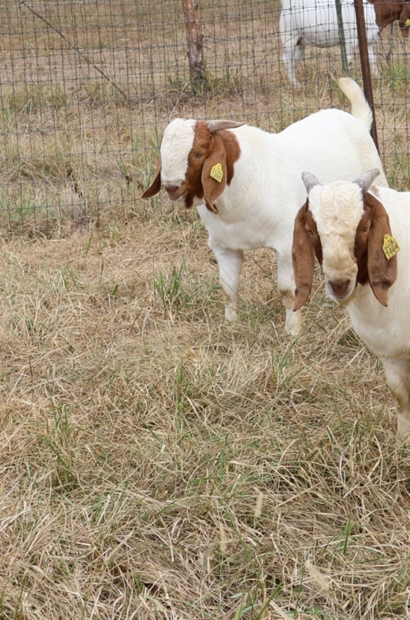 Bear Creek BC S1396 - Boer Goat Buck