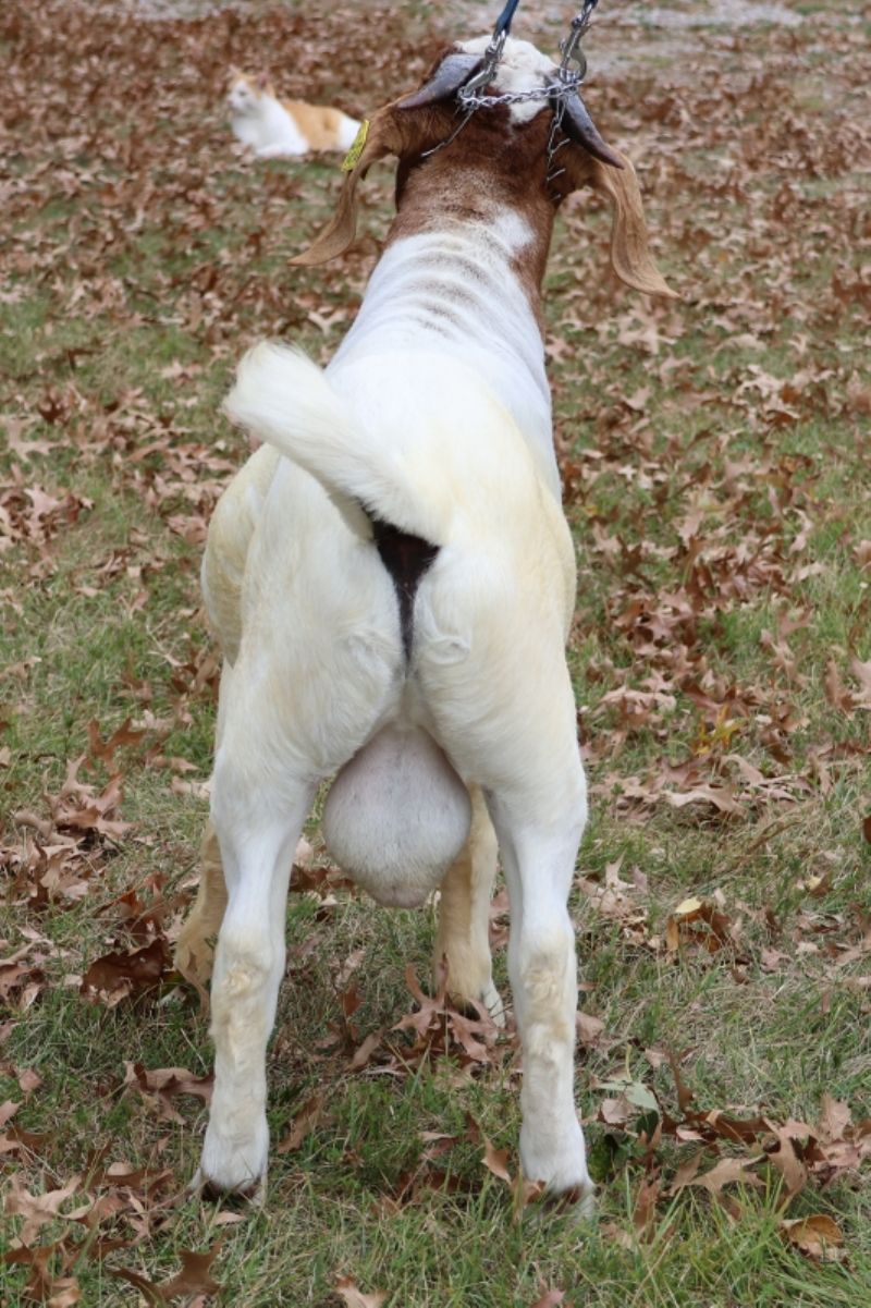 Bear Creek BC S1414 - Boer Goat Buck