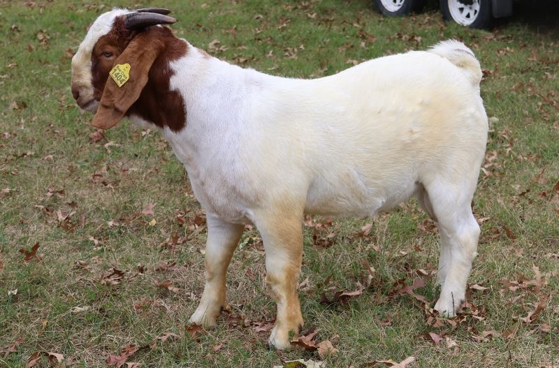 Bear Creek BC S1404 - Boer Goat Buck