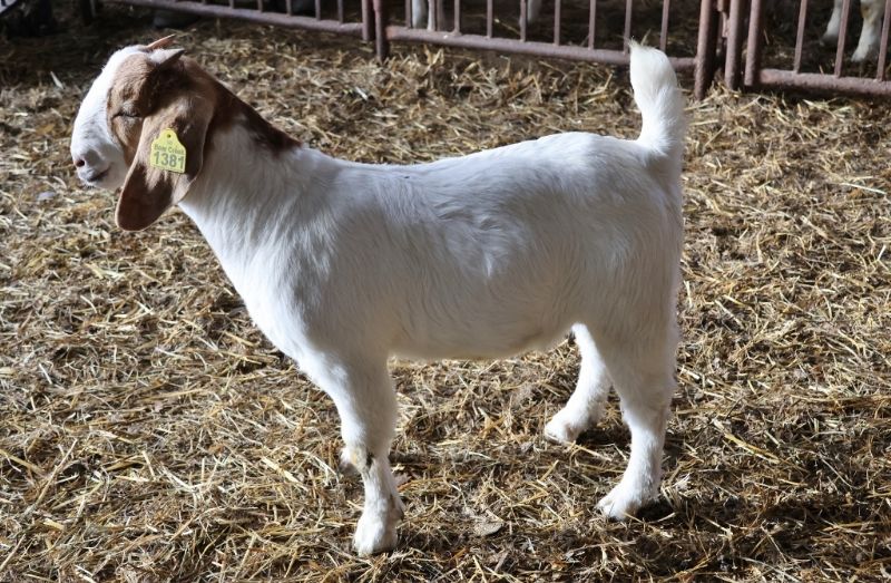 Bear Creek BC R1381 - Boer Goat Buck