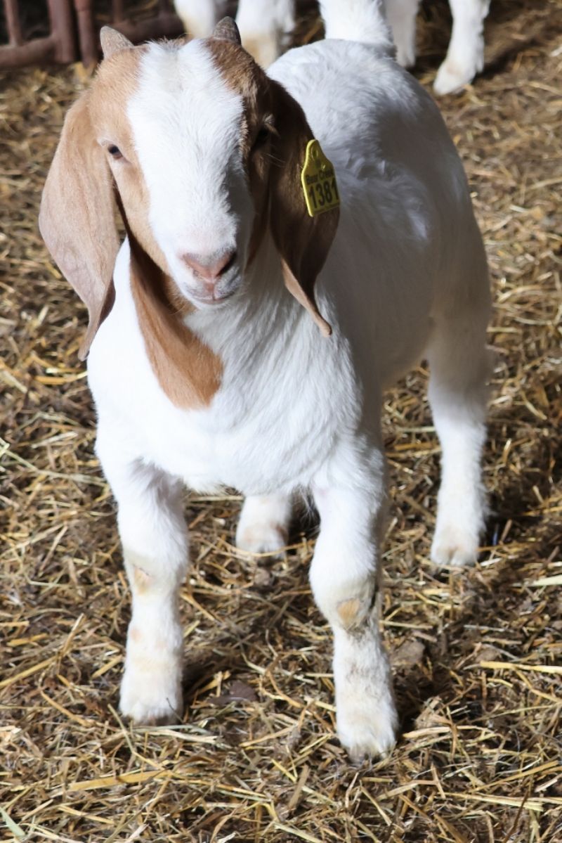Bear Creek BC R1381 - Boer Goat Buck