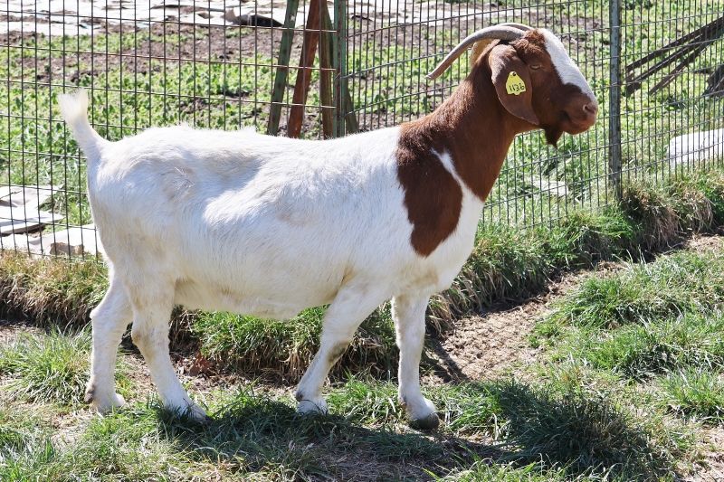Bear Creek BC J1136 Sheeza Princess - Boer Goat Doe