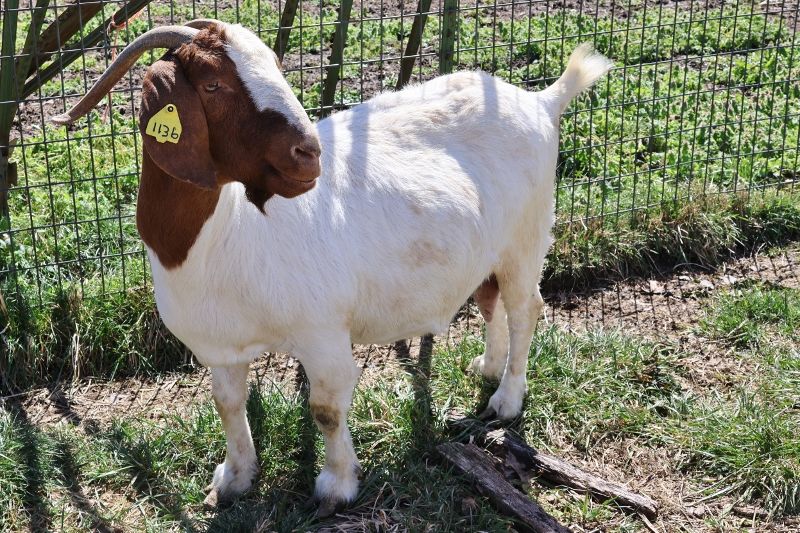 Bear Creek BC J1136 Sheeza Princess - Boer Goat Doe