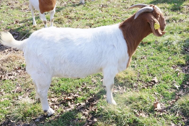 Bear Creek BC M1245 - Boer Goat Doe