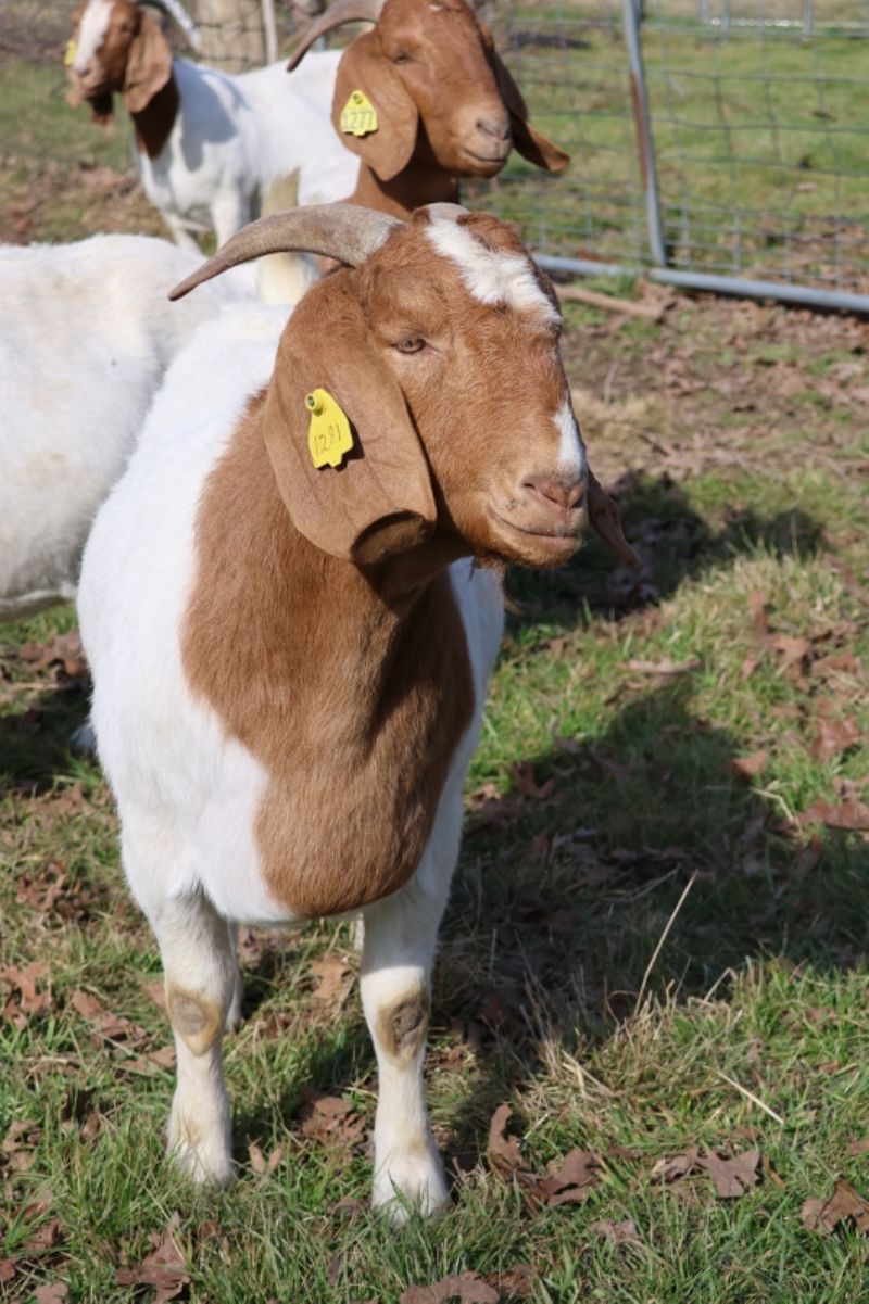 Bear Creek BC N1281 - Boer Goat Doe
