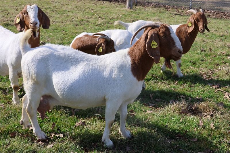 Bear Creek BC J1116 Cheetah's Pride - Boer Goat Doe