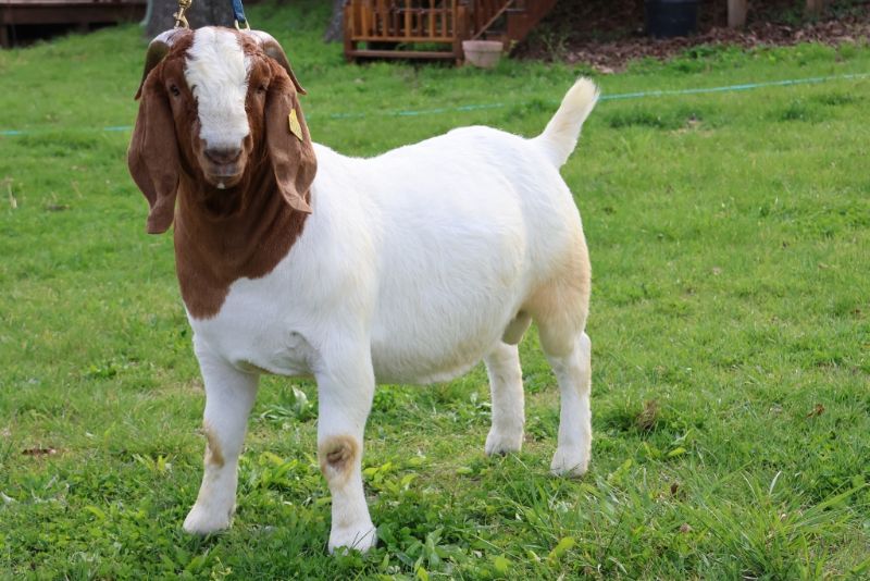 Bear Creek BC R1369 Hello Darlin - Boer Goat Buck