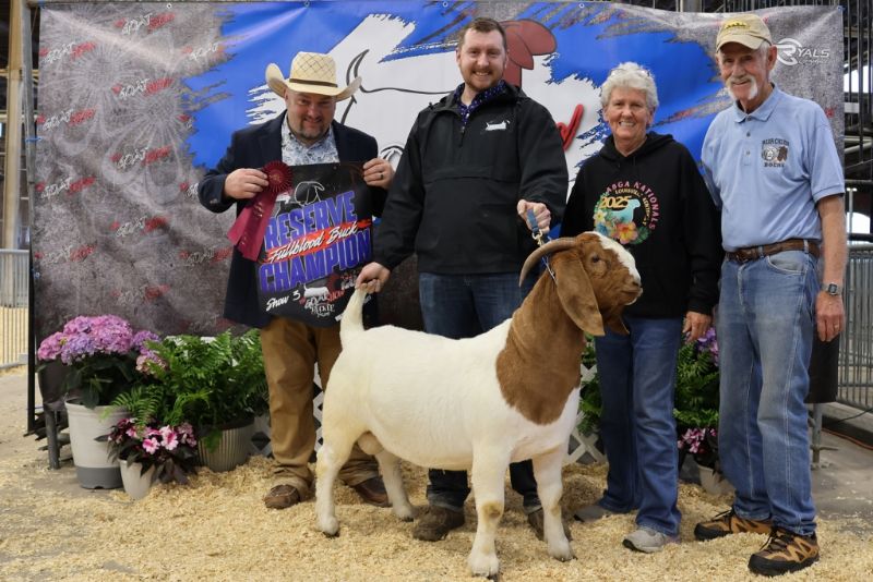 Bear Creek BC R1369 Hello Darlin - Boer Goat Buck