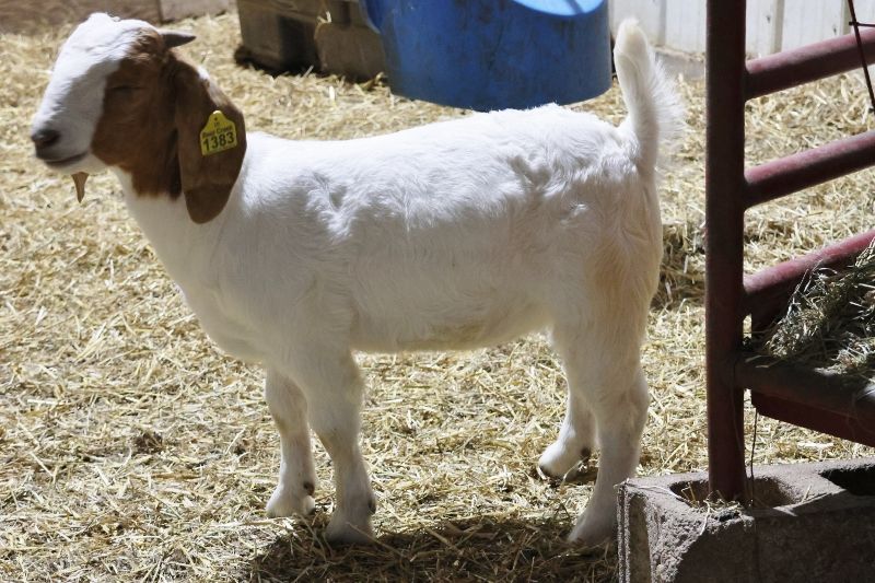 Bear Creek BC R1383 - Boer Goat Wether