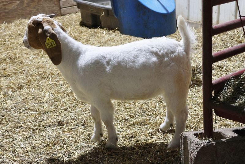 Bear Creek BC R1383 - Boer Goat Wether